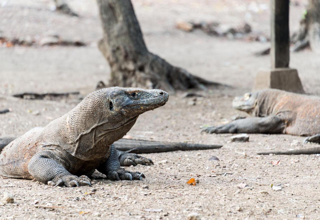 Ayana Komodo Waecicu Beach 라부안 바조 외부 사진